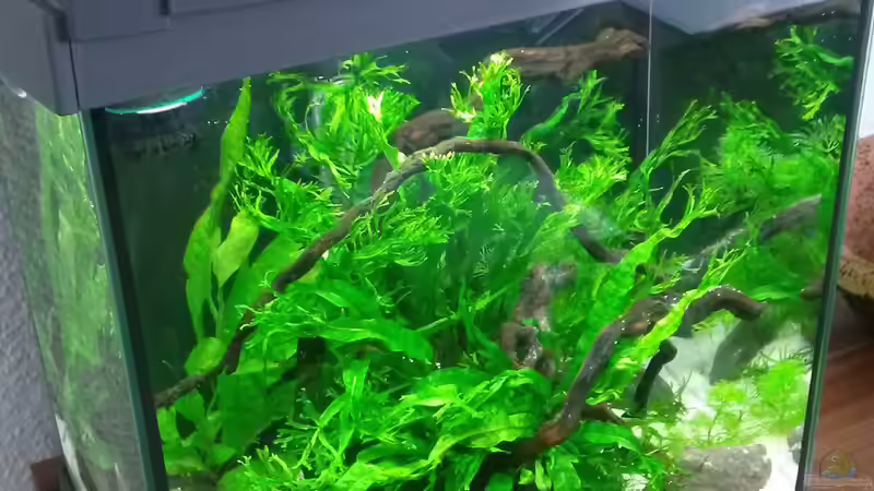 Javafarn et al. von Kuller (2)