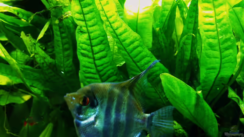 Javafarn gedeiht bei hoher CO2-Spannung (20 mg/dl) ausgezeichnet. von Reiner Dr. Med. Jesse (61)