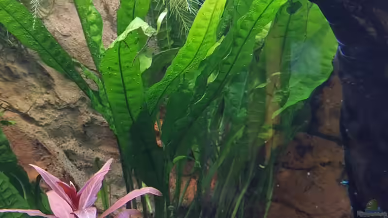 Javafarn im Hintergrund von Thomas Müller (40)