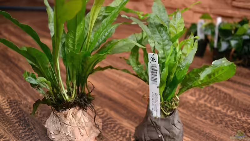 Javafarn in sog. ´Tonlochsteinen´ (hier in hell-, oder dunkelbraun) bereits fest von GGuardiaNN (24)