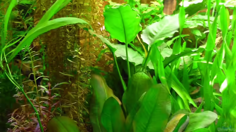 Javafarn,Kleiner Bär,Rotala rundifolia,Anubia von Sabrina & Dirk Bergmann (22)