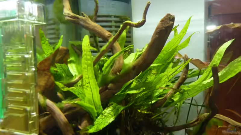 Javafarn Microsorium pteropus von Josef Braun (17)