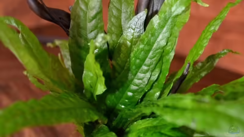 Javafarn (Microsorum pteropus), bereits auf einer Wurzel aufgewachsen. von GGuardiaNN (22)