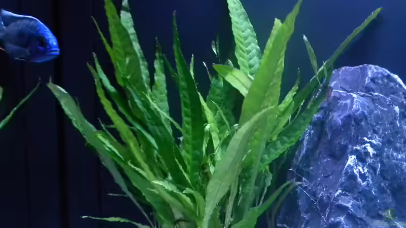 Javafarn (Microsorum pteropus) von flightsim (32)