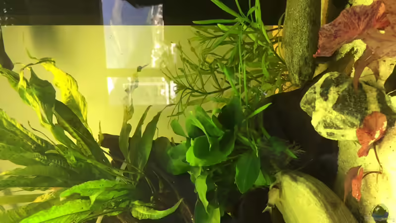 Javafarn mit Anubias und rotem Lotus von Embasch (7)