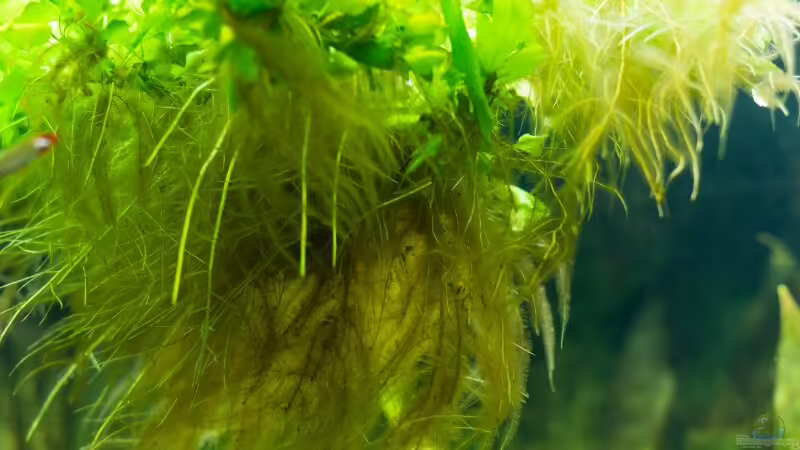 Javafarn nach 3 Wochen von Seemann (16)