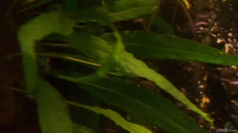 Javafarn über dem Flipper von Jana_ (12)