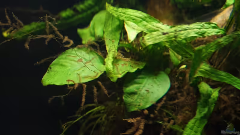 Javafarn und Anubia von Jonas B. (15)