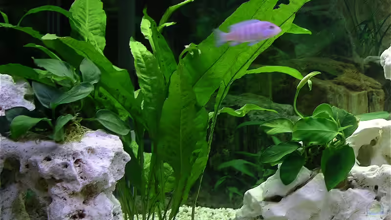 Javafarn und Anubias von Jonas Hegemann (2)