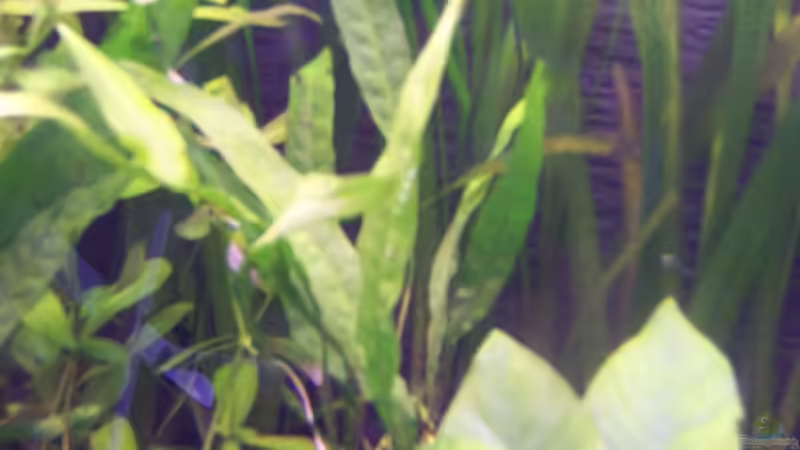 Javafarn und noch andere... von Natalie de Vries (14)