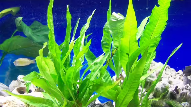 Javafarn von 47 Malawi (6)