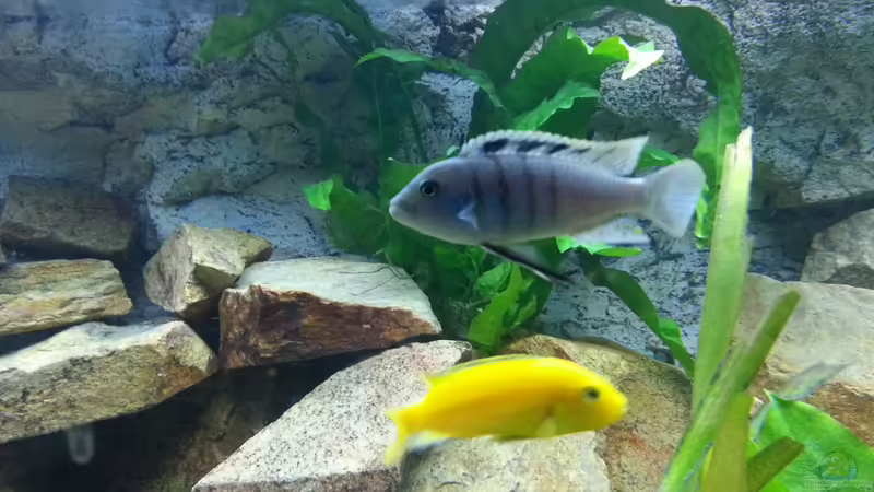 Javafarn von AFRA (4)