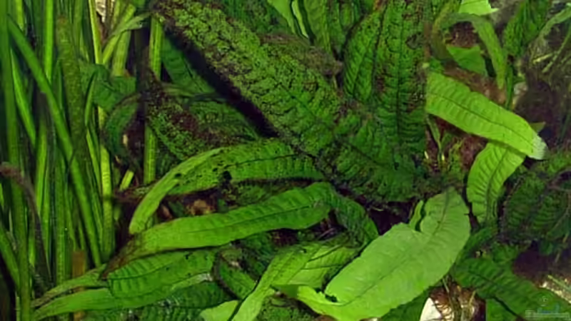 Javafarn von Andrea Wendel (7)