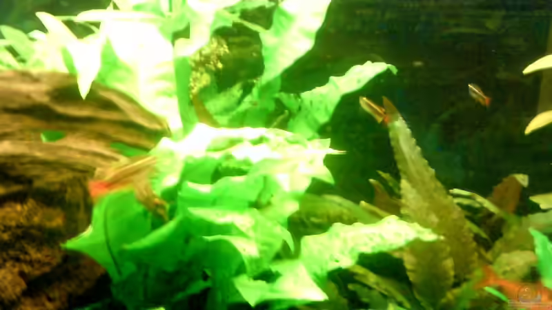 Javafarn von Andreas Laubinger (4)