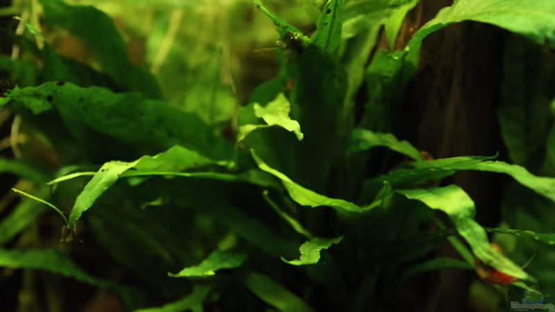 Javafarn von Annika (20)