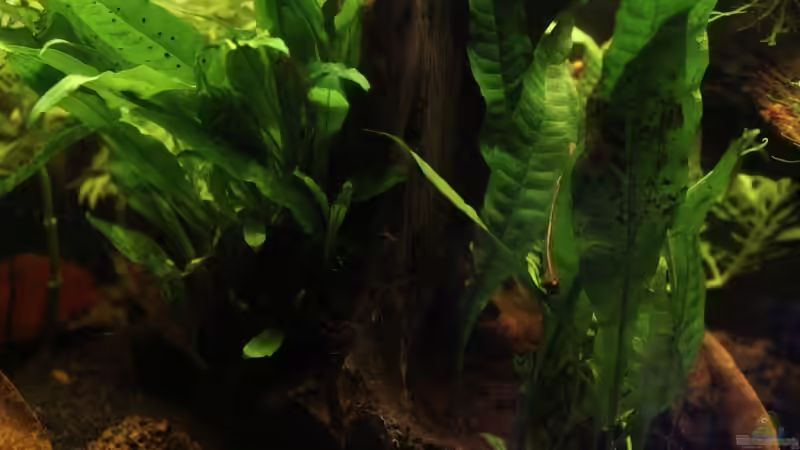 Javafarn von Annika (21)