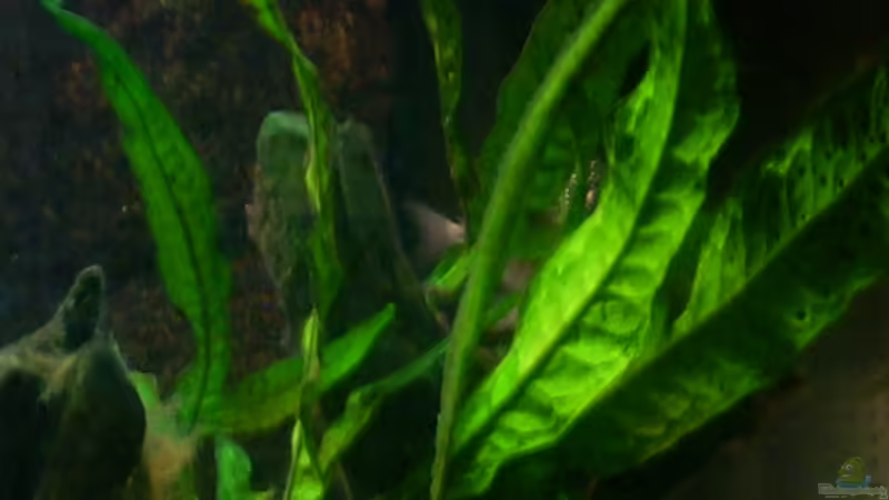 Javafarn von @quarium Cologne (38)