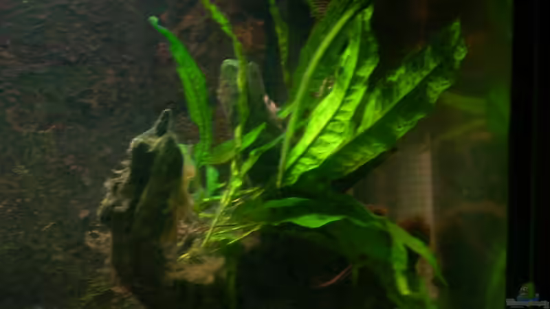 Javafarn von @quarium Cologne (39)