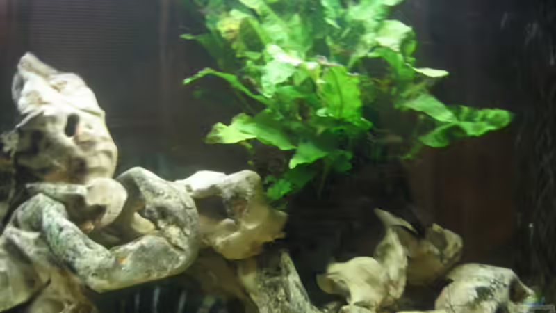 Javafarn von Bjoern Spiegelhoff (5)