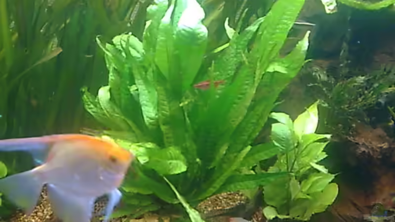 Javafarn von Bulldog1112 (16)