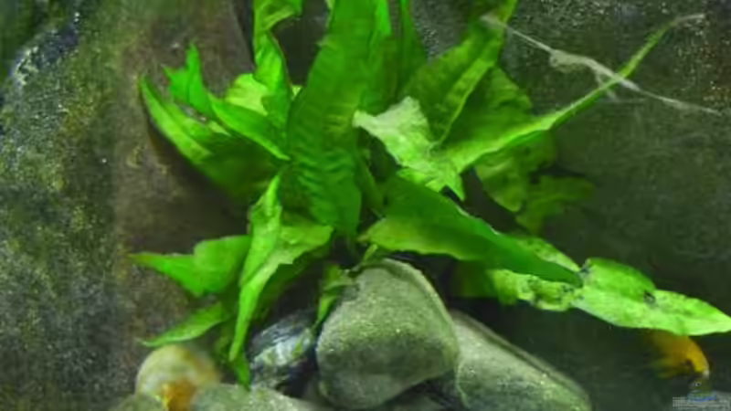 Javafarn von Chris_R. (11)