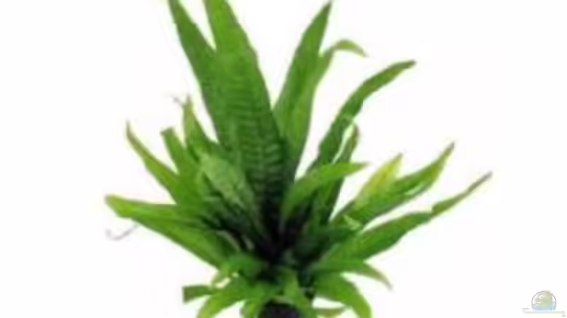 Javafarn von Christian Grünke (7)