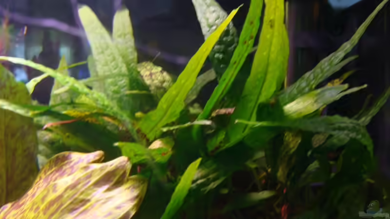 Javafarn von Christian Heitmann (5)