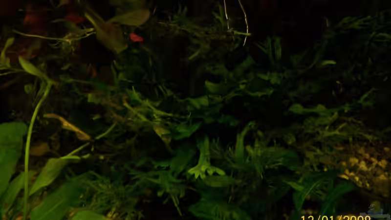 Javafarn von Christian Wirth (7)