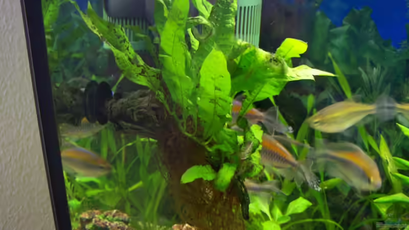 Javafarn von Dani7 (6)