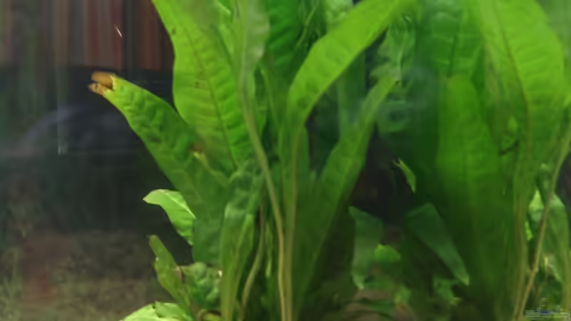 Javafarn von David Hübner (4)