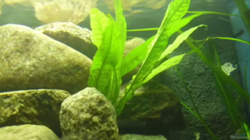 Javafarn von deBouwer (13)