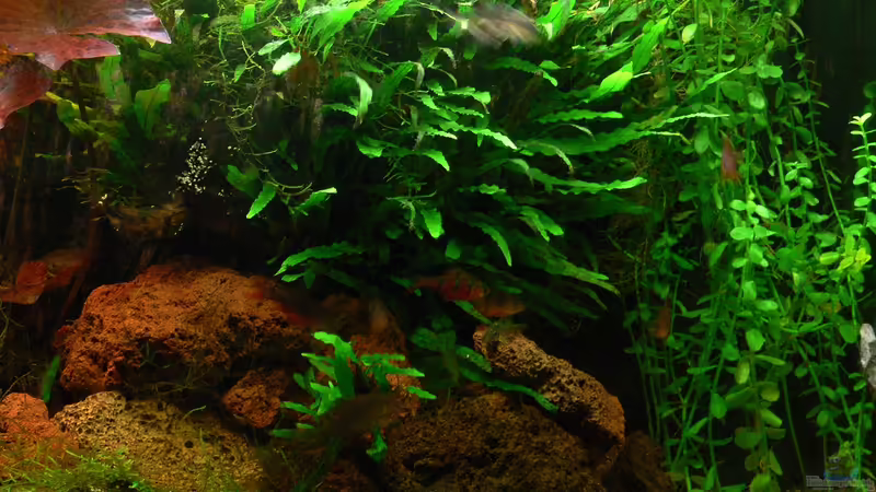 Javafarn von derflo (11)