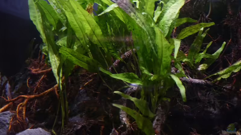 Javafarn von DerImperator (16)