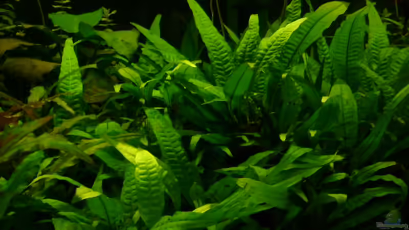 Javafarn von Florian Sauer Wehinger (7)