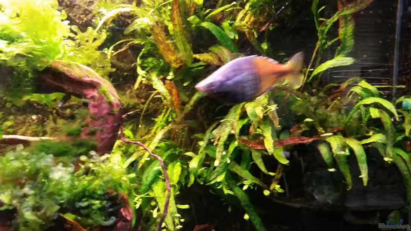 Javafarn von Gigi (12)