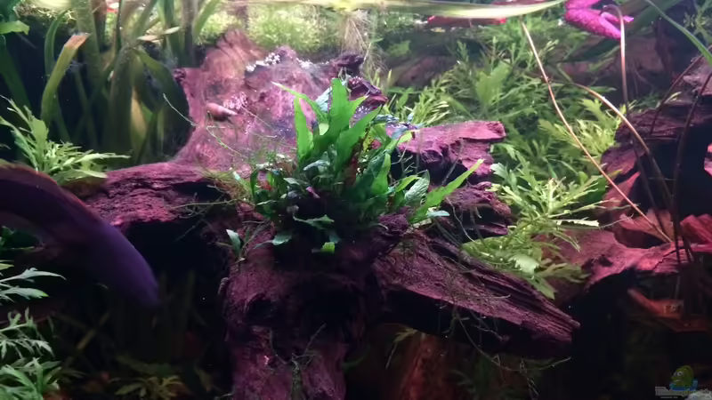 Javafarn von Harald Kästner (9)