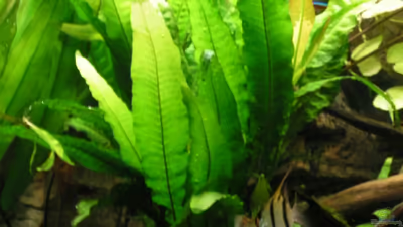 javafarn von Heiko Schneider (5)