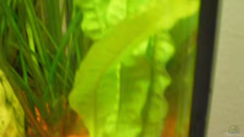 Javafarn von Henry Berndt (3)