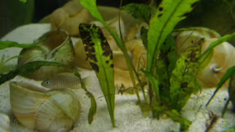 Javafarn von Jenny (13)