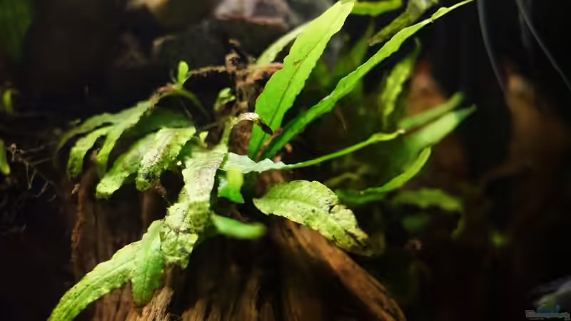 Javafarn von Jonas B. (13)