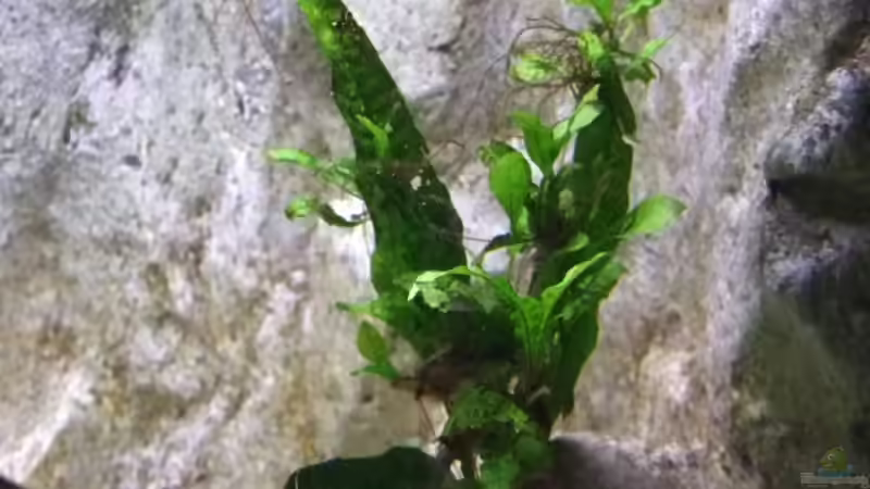 Javafarn von Joopde (11)