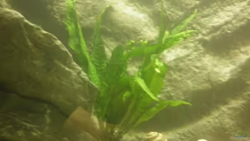 Javafarn von Julien Preuß (17)