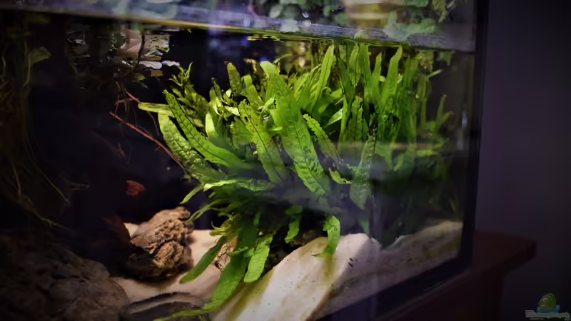 Javafarn von Junglist (30)