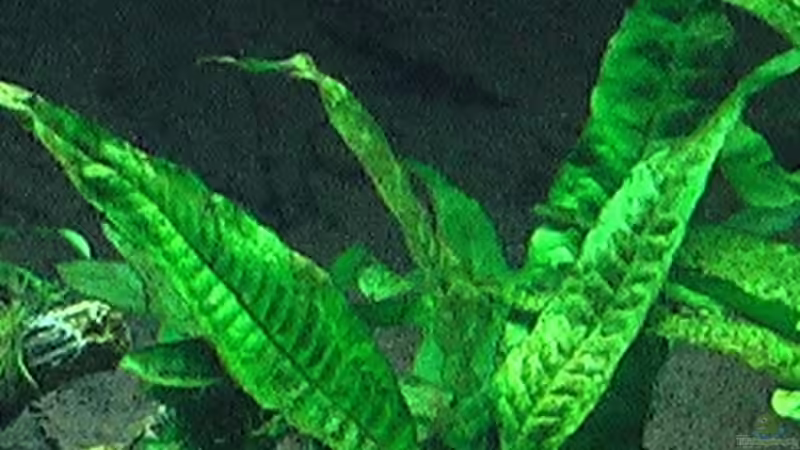 Javafarn von justin (4)