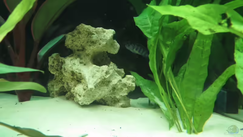 Javafarn von Kaspian (19)