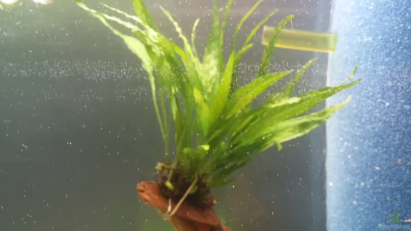 Javafarn von KleinerPlaty (7)