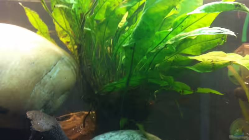 javafarn von linlan (11)