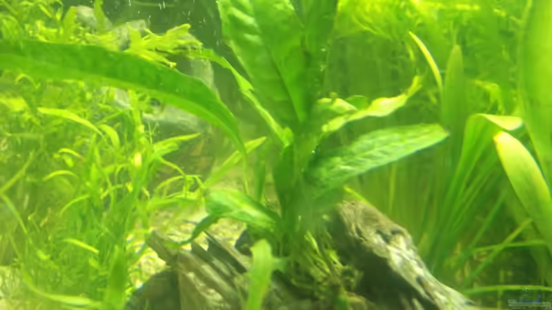 Javafarn von Maggie Blue (11)