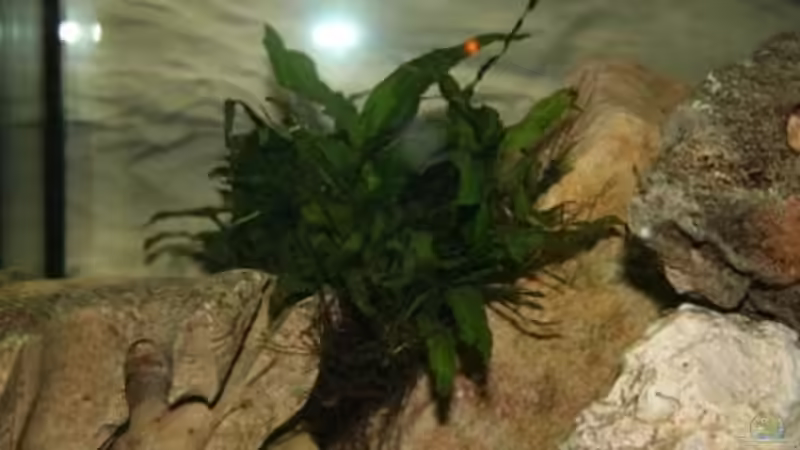 Javafarn von Malawi (3)