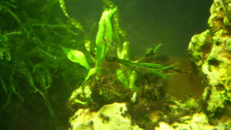 Javafarn von Marcel Stober (5)